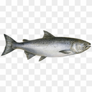 King Salmon Png , Png Download Clipart