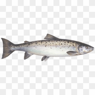 Farmed Salmon - Coastal Cutthroat Trout Clipart