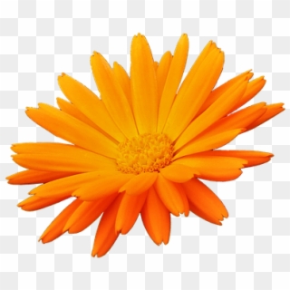 Flower, Orange, Orange Petals, Nature, Flowers Petals - English Marigold Clipart