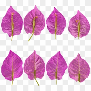 Flower Petals Purple - Perilla Clipart