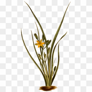 Yellow Star Grass Grasses Flowering Plant Plant Stem - Hypoxis Hirsuta Clipart