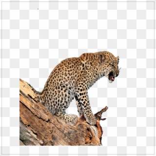 Leopard Tiger Lion Jaguar - 豹子 Clipart