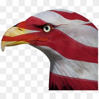 Usa, United States, Freedom, Bald Eagle, Patriotic - Hornbill Clipart