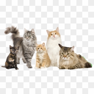 Cats Pancreatitis Austin - Cat Family Of 5 Clipart