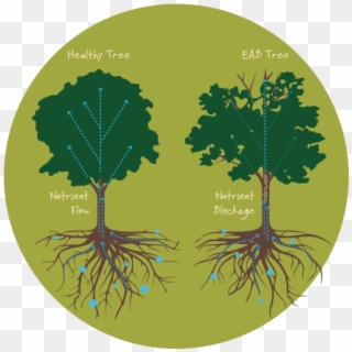 Thinning Of The Tree's Crown - Tree Silhouette Clipart