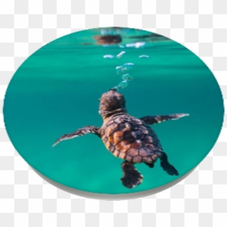 Baby Sea Turtle, Popsockets - Green Sea Turtle Clipart