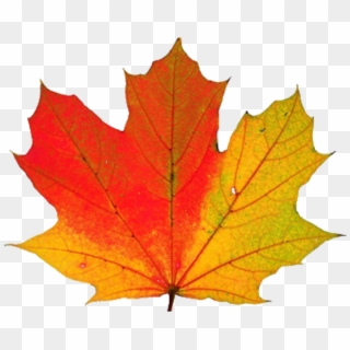 Download Png Image Report - Maple Leaf Changing Color Clipart