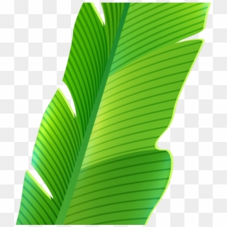Leaves Clipart Green Tropical - Banana Leaf Png Transparent Png