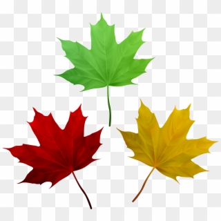 Free Png Download Fall Leaves Set Clipart Png Photo - Maple Leaf Transparent Png