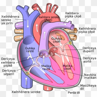 Open - Human Body Heart Clipart