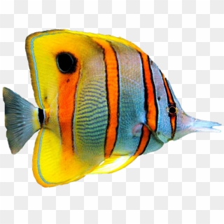 Goldfish - Морская Рыба Пнг Clipart