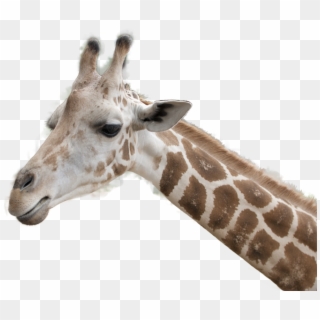 Stock Png Giraffe Head By Earthymoon Pluspng - Giraffe Head Transparent Background Clipart