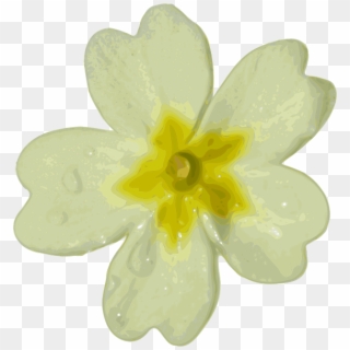 White Flower Png Clipart