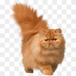 Cat Png Images - Cat Png Clipart