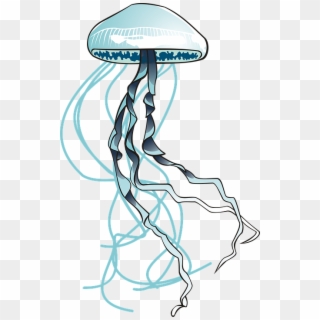 Jellyfish, Sea, Ocean, Water, Filaments, Urticant - Meduse Png Clipart