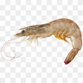Picture Of Vannamei Prawn - Vannamei Shrimp Clipart