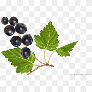 Blueberry Clipart Blueberry Tree - Gooseberry - Png Download