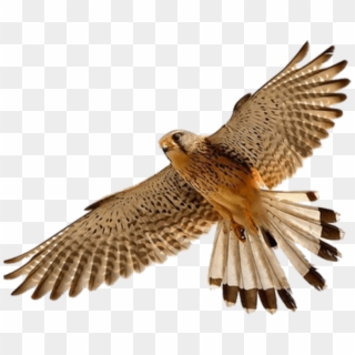 Download Free Falcon Birds Png Transparent Images Transparent - Falcon Png Clipart