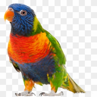 Parrot Png Free Download - Parrot .png Clipart