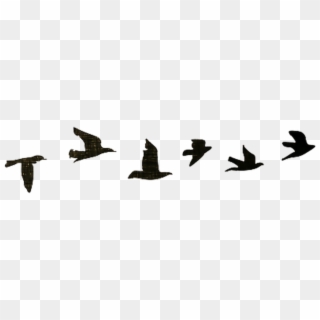 Bird Birds Black Tumblr Nature Edits Png Birds Tumblr - Birds Flying Silhouette In Line Clipart