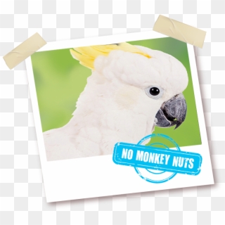 With No Monkey Nuts - Sulphur-crested Cockatoo Clipart