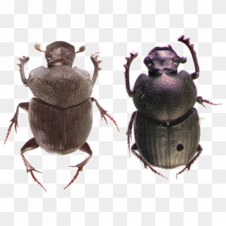 Dung Beetle Png Photos - Dung Beetle Png Clipart