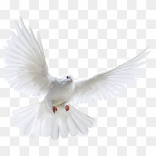 White Flying Pigeon Png Image Clipart