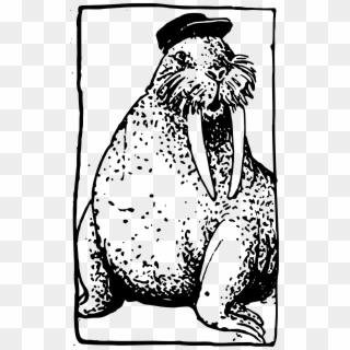 Drawn Walrus Monocle - Illustration Clipart