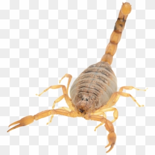 Vector Library Stock Pest Control Organic Termite - Transparent Scorpion Clipart