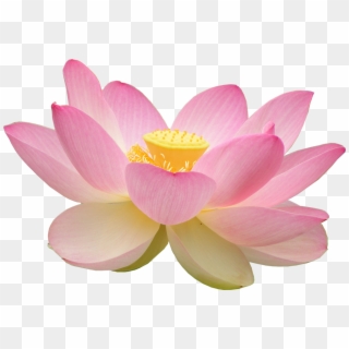Lotus Flower Png - Buddhism Lotus Flower Png Clipart