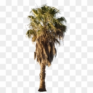 Desert Palm Tree Png Clipart