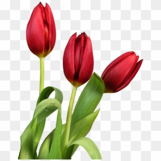 File Name Flowers Photo Picture Tulips Beauty Macro - Good Morning Beautiful Flowers Clipart