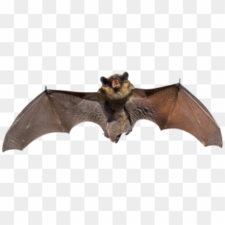 Angry Grey Bat - Small Bat Clipart
