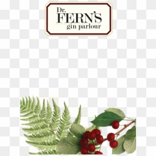 Fern's Is A Cool Speakeasy Gin Parlour Showcasing Premium - Ostrich Fern Clipart