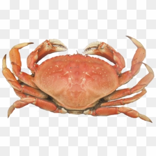 Dungeness Crab Png - Cooked Dungeness Crab Clipart