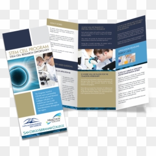 Book Cover / Brochure - Stem Cell Research Pamphlet Clipart
