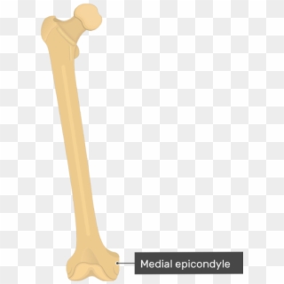 Medial Epicondyle - Femur Bone - Anterior View - Patellar Surface Of Femur Clipart