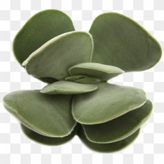 Succulent Png Free Clipart