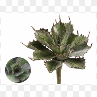 5" Succulent Pick Frosted Green - Agave Azul Clipart