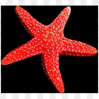 Free Starfish Pngs - Морская Звезда В Пнг Clipart